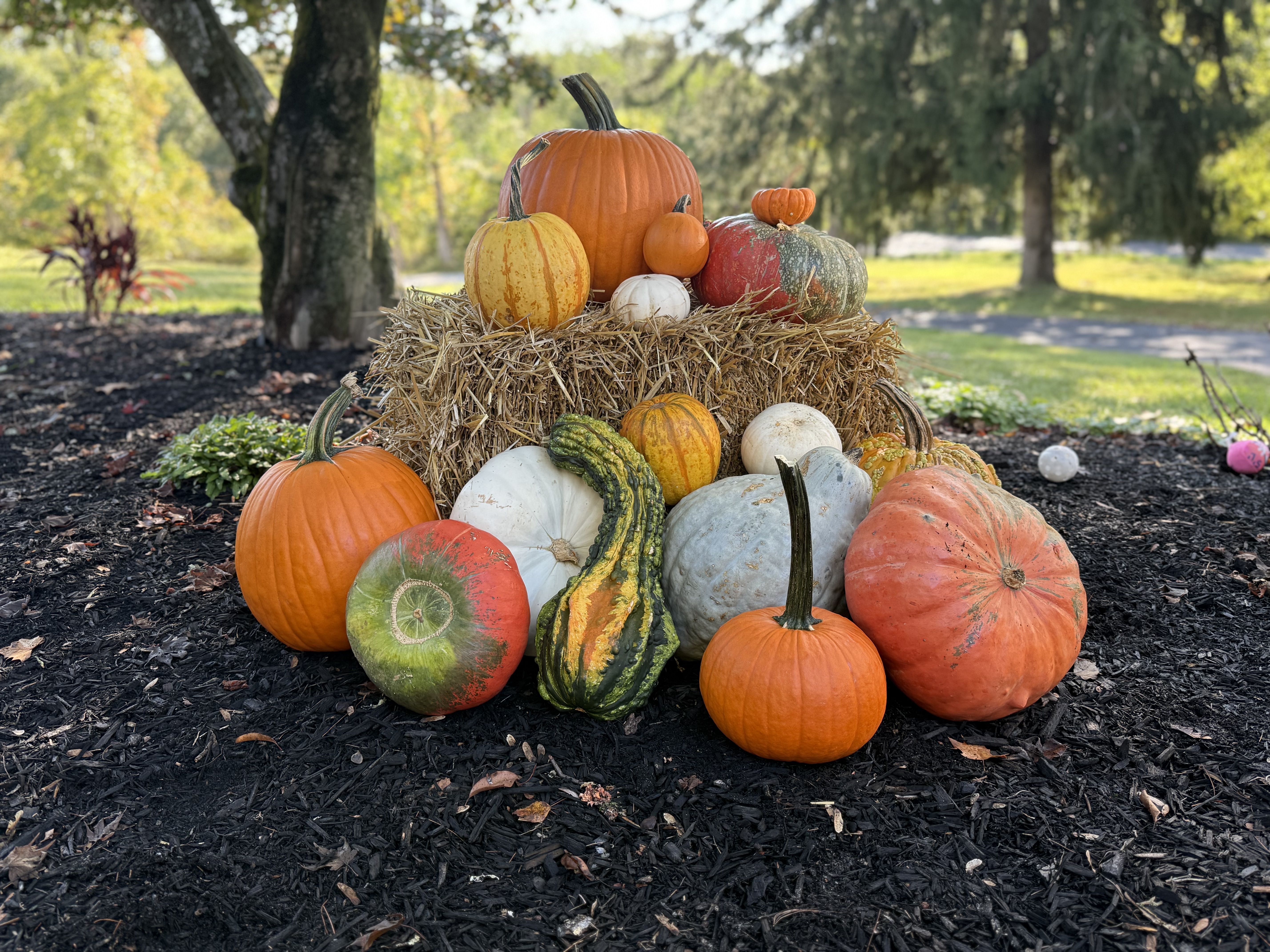 Pumpkin display example 5